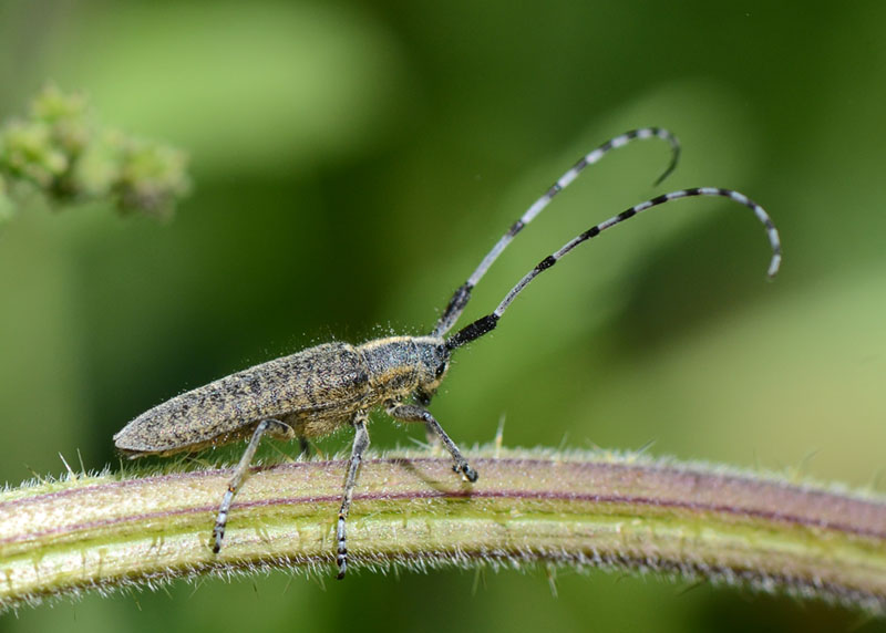 Cerambycidae:  Agapanthia villosoviridescens